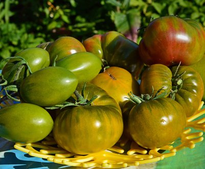 Томат « Болото»: опис сорту, особливості вирощування та догляду