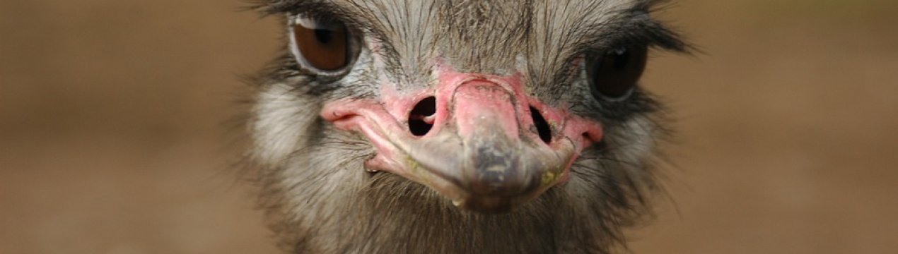 На Прикарпатті відкрилася страусина ферма