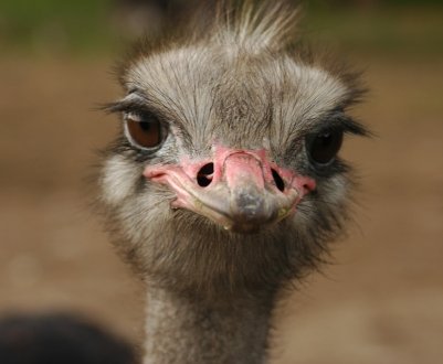 На Прикарпатті відкрилася страусина ферма