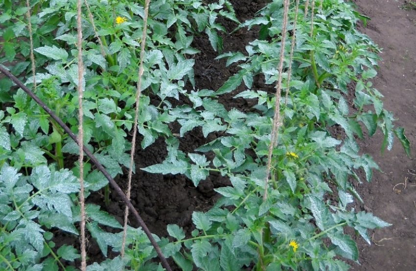 Томати оброблені бордоською сумішшю