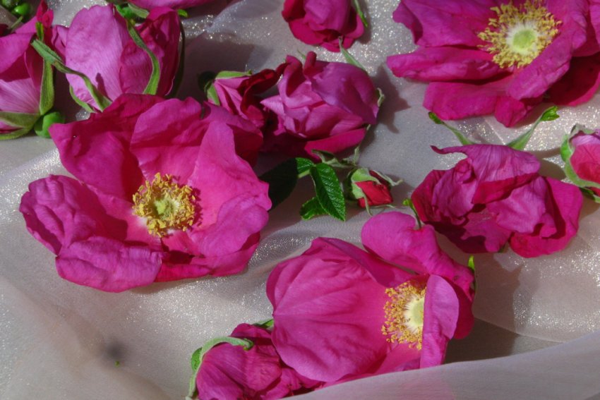 Квіти шиповнкиа Квіти шиповнкиа