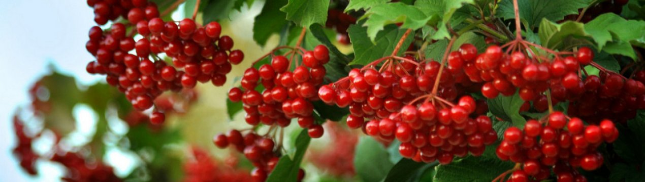 Калина від підвищеного тиску