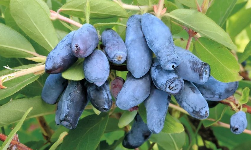 Сорт жимолості їстівної Захват Сорт жимолості їстівної Захват