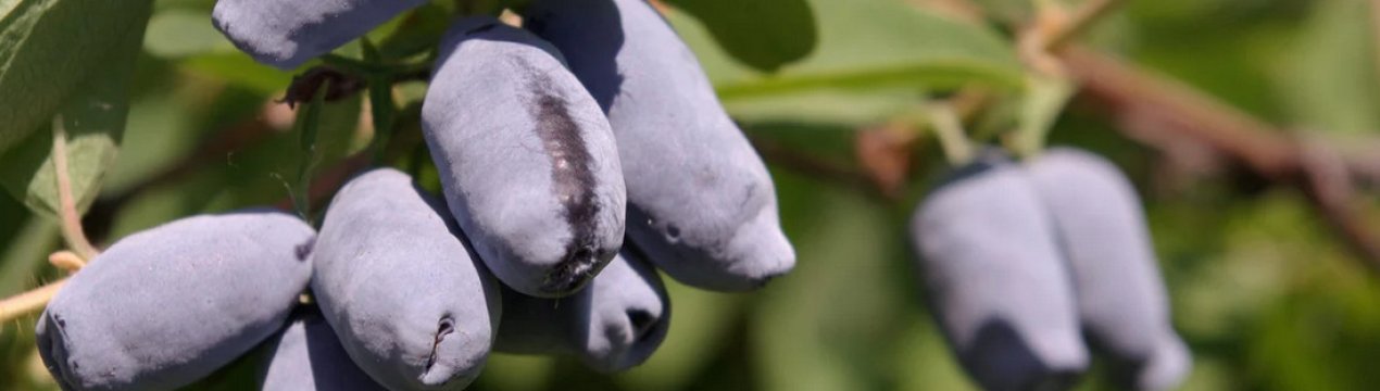 Характеристика та особливості вирощування сорти жимолості Голубка