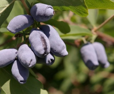 Характеристика та особливості вирощування сорти жимолості Голубка