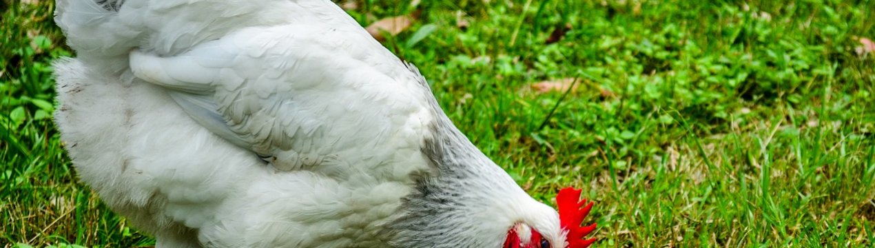 В Україні зростає поголів'я свійської птиці