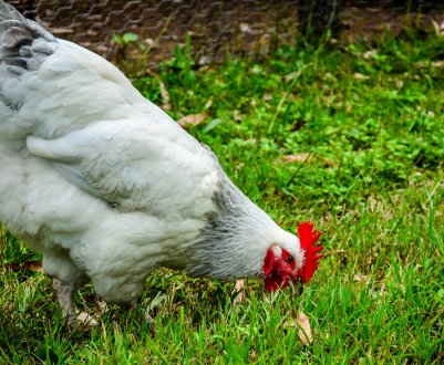 В Україні зростає поголів'я свійської птиці