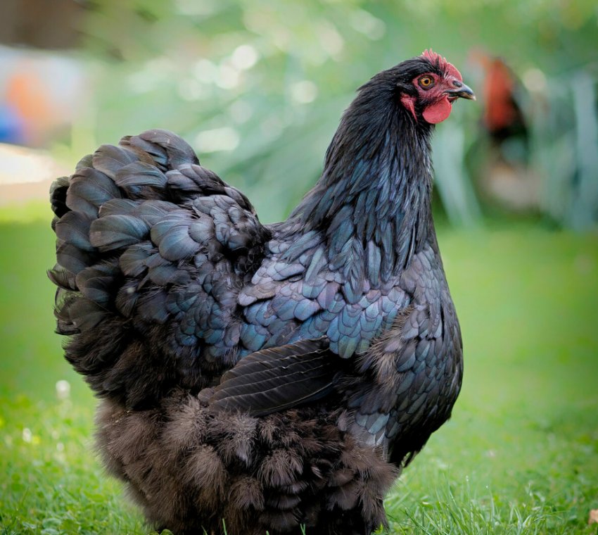 В Україні зростає поголів'я свійської птиці В Україні зростає поголів'я свійської птиці