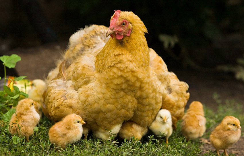 В Україні зростає поголів'я свійської птиці В Україні зростає поголів'я свійської птиці