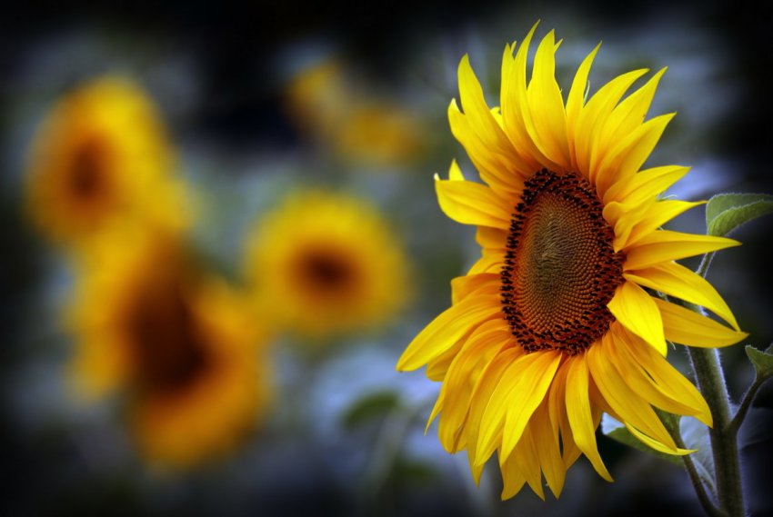 Павутинний кліщ міцно влаштувався в посівах соняшника України