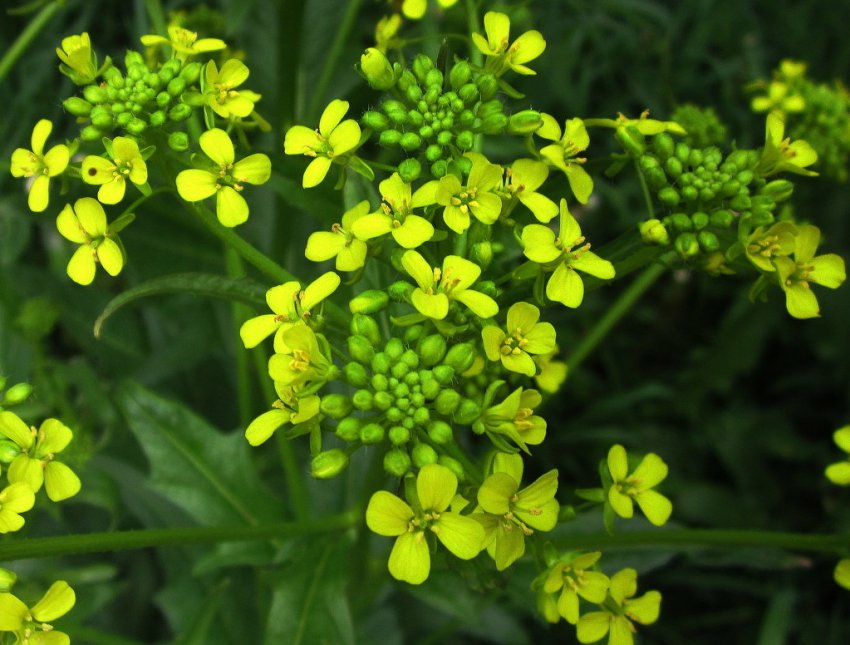 Українські виробники равликів змушені закуповувати корми в Польщі Українські виробники равликів змушені закуповувати корми в Польщі