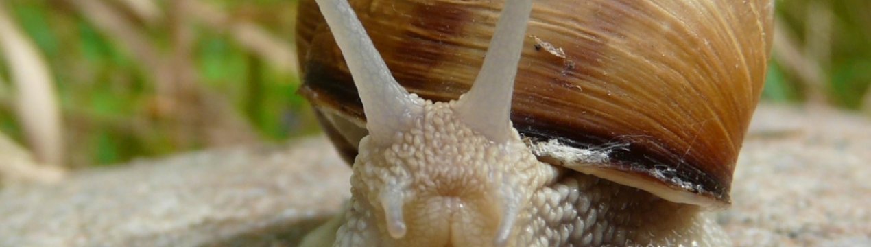 Українські виробники равликів змушені закуповувати корми в Польщі