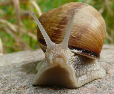 Українські виробники равликів змушені закуповувати корми в Польщі