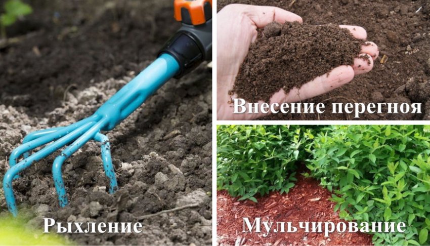 Розпушування, мульчування і добриво грунту Розпушування, мульчування і добриво грунту