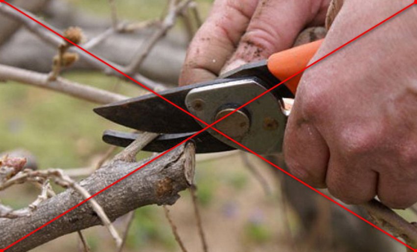 Протипоказання до обрізки перших три роки Протипоказання до обрізки перших три роки