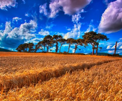 Фермер-палій з Одеської області був спійманий на гарячому