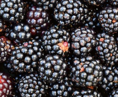 Як виростити ожину в Сибіру: особливості агротехніки