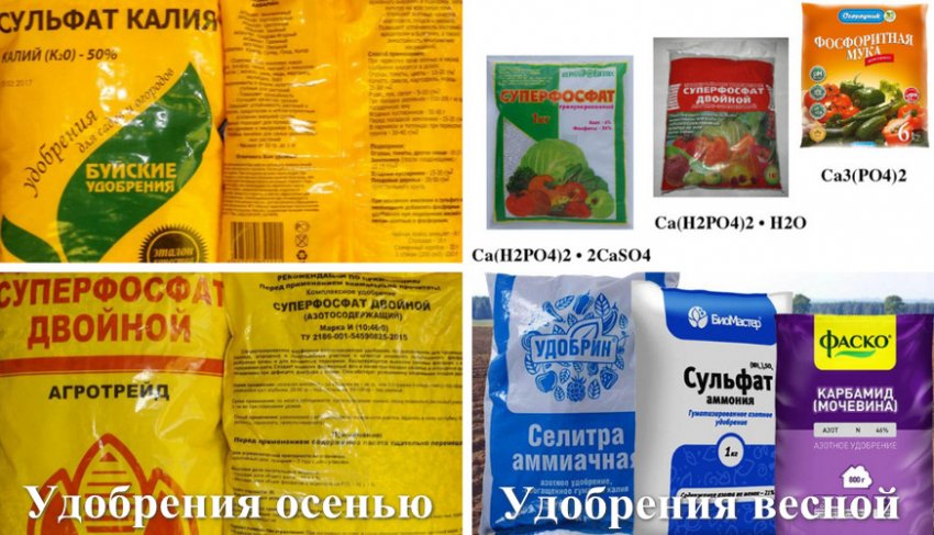 Добрива для жимолості Добрива для жимолості