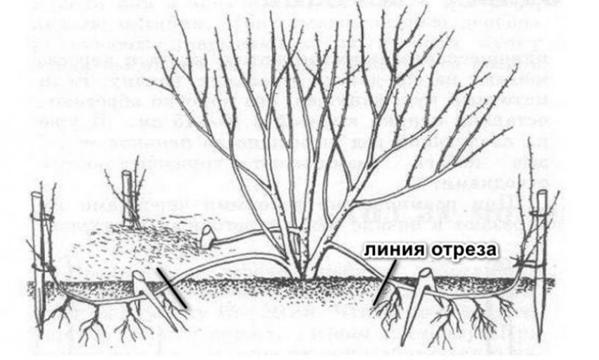 Схема розмноження відводками Схема розмноження відводками