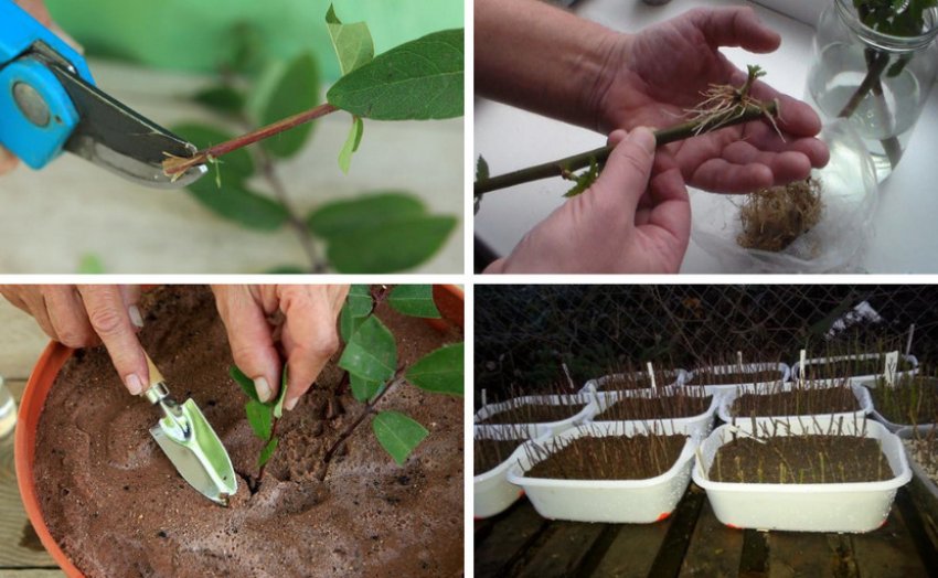 Живцювання жимолості Живцювання жимолості