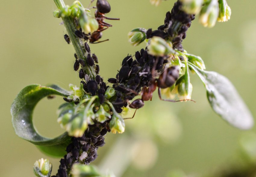 Попелиця на жимолості Попелиця на жимолості