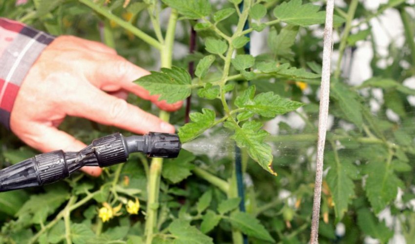 Обробка бордоською сумішшю