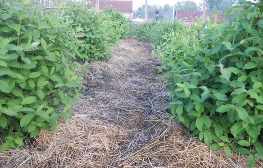 Мульчування жимолості Мульчування жимолості