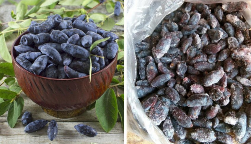 Свіжа та заморожена жимолость Свіжа та заморожена жимолость