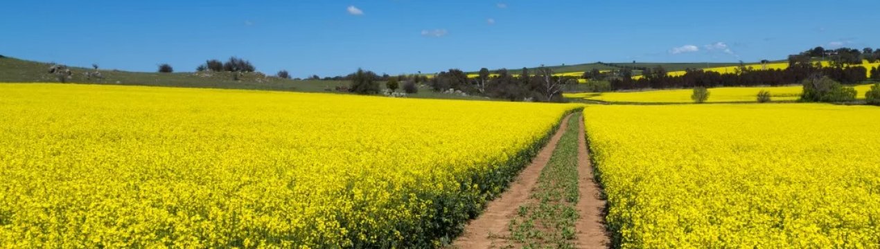 Українські аграрії зможуть планувати посівну за допомогою супутників EOS Crop Monitoring