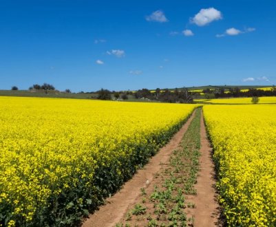 Українські аграрії зможуть планувати посівну за допомогою супутників EOS Crop Monitoring