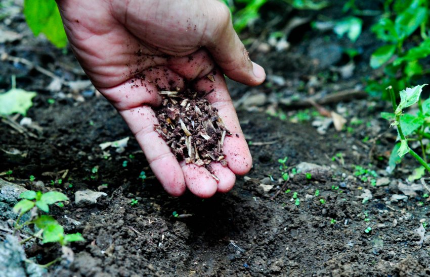 Іспанці створили добриво з помідорних відходів Іспанці створили добриво з помідорних відходів