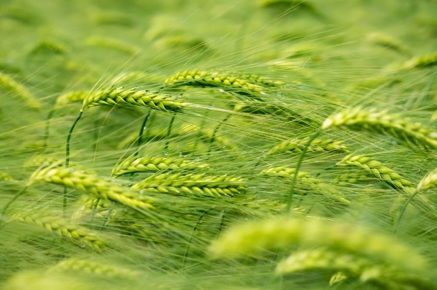 Філіппіни — на порозі імпорт-рекорду Філіппіни — на порозі імпорт-рекорду