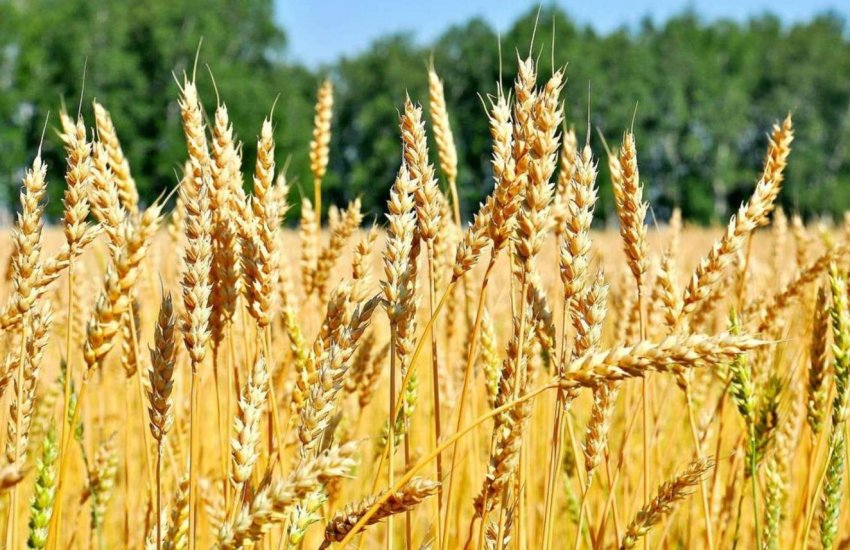 Філіппіни — на порозі імпорт-рекорду Філіппіни — на порозі імпорт-рекорду