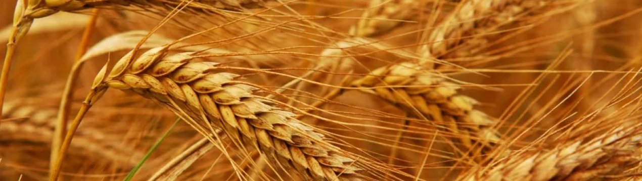 Європейські прогнози на пшеницю «схудли» на два мільйони