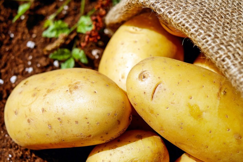 Картопля фермера з Кубані став брендом Картопля фермера з Кубані став брендом