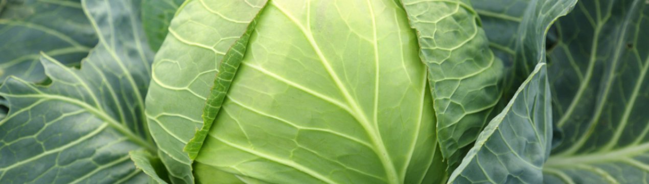 На російському ринку не втомлюється дорожчати капуста