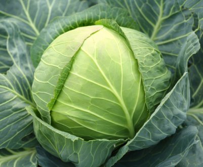 На російському ринку не втомлюється дорожчати капуста