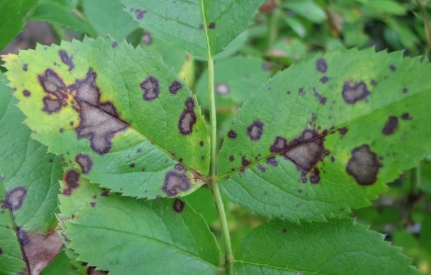 Плямистість шипшини