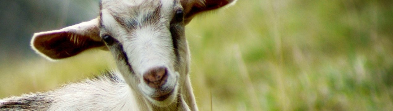 Ставропольські скотарі розділять 403 мільйони рублів