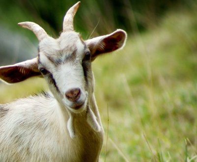 Ставропольські скотарі розділять 403 мільйони рублів