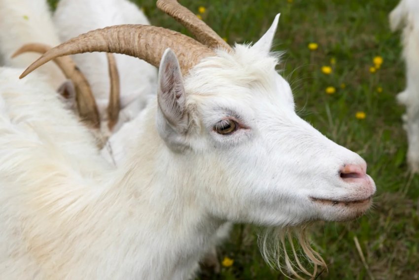 Ставропольські скотарі розділять 403 мільйони рублів