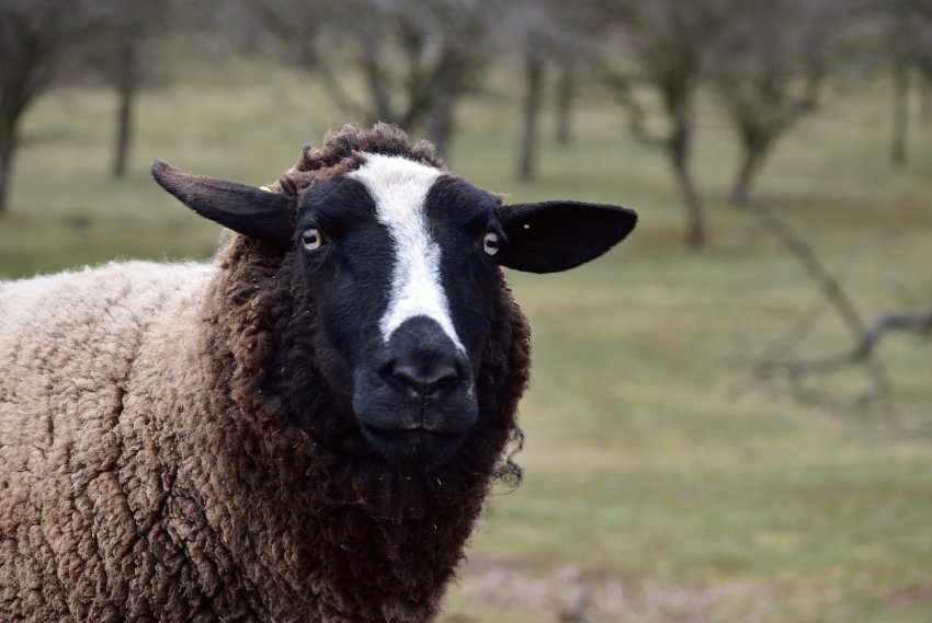 Ставропольські скотарі розділять 403 мільйони рублів