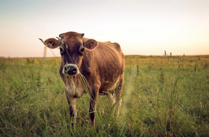 Забайкаллі тероризує бруцельоз