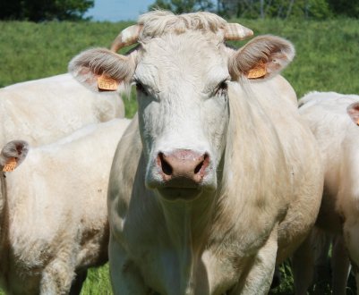 У Приморському краї отримали дах над головою 200 корівок