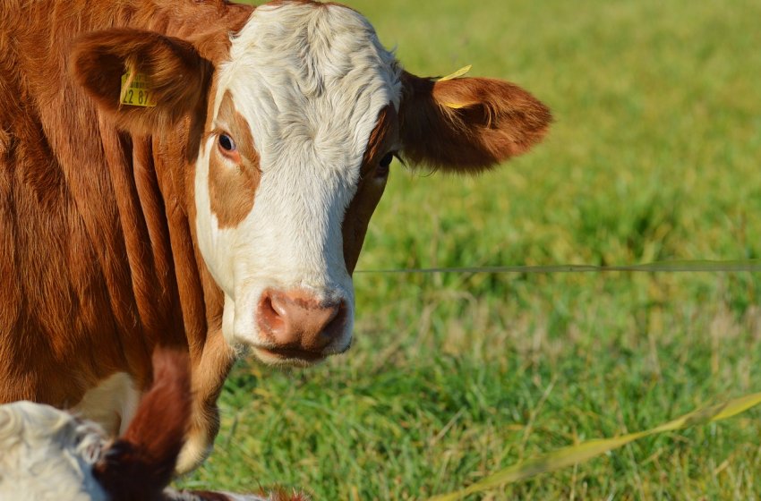 В Приморському краї отримали дах над головою 200 корівок В Приморському краї отримали дах над головою 200 корівок