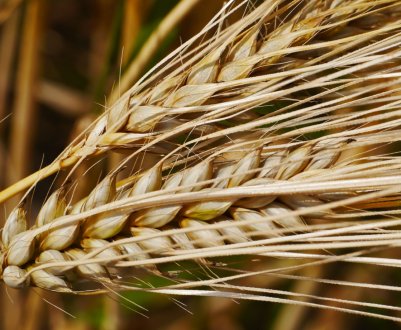 Ульянівські аграрії випереджають власні показники