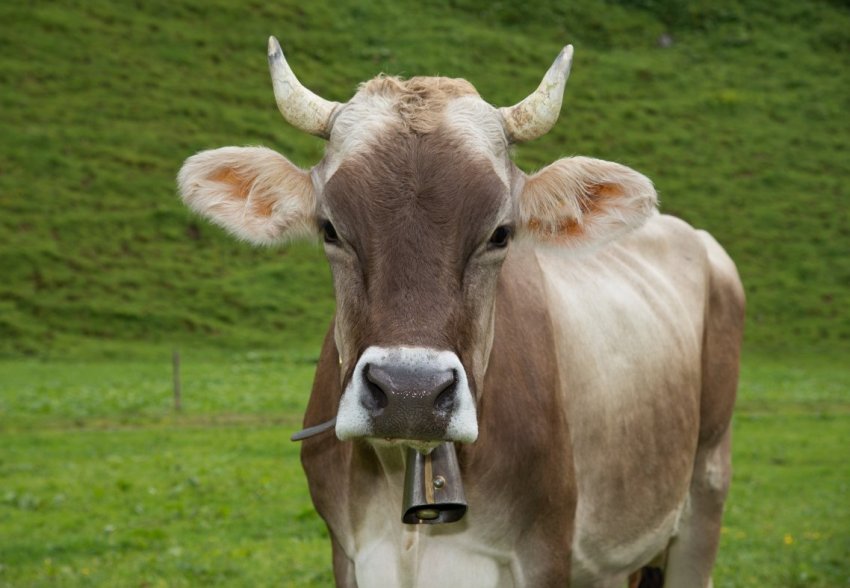 На томських просторах заготовили 27 тисяч тонн сіна На томських просторах заготовили 27 тисяч тонн сіна