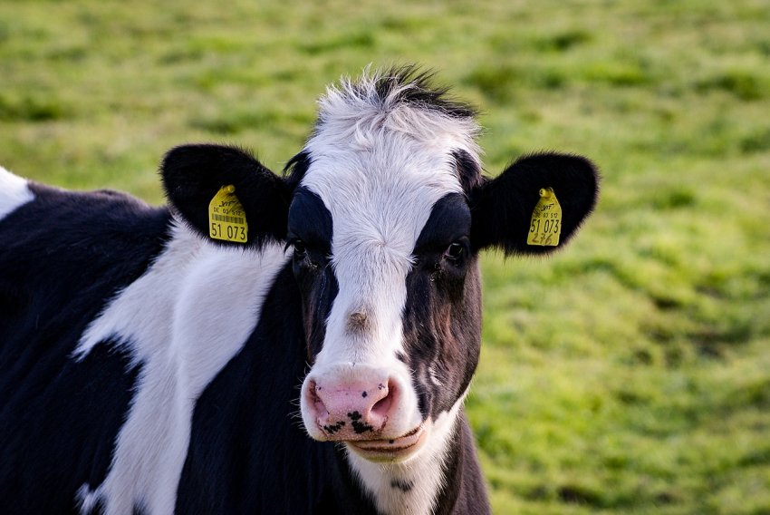 На томських просторах заготовили 27 тисяч тонн сіна На томських просторах заготовили 27 тисяч тонн сіна