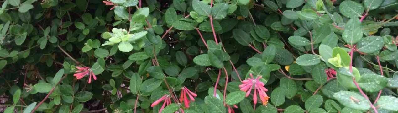 Вічнозелена въющаяся жимолость Дрімота: особливості догляду та посадки