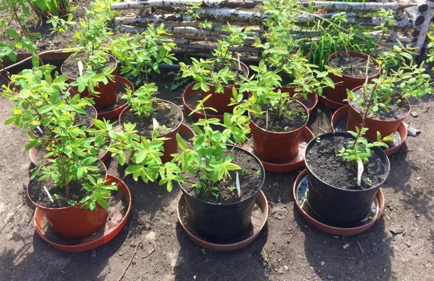 Посадковий матеріал жимолості